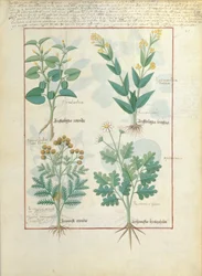 Obere Reihe: Aristolochia Rotundi und Aristolochia Longua. Untere Reihe: Armoise und Artemesia, Illustration aus dem 